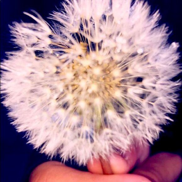 Meet your Posher, Anna - Picture 1 of 1